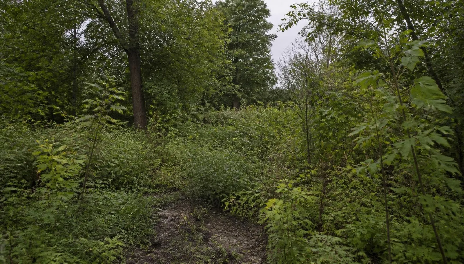 Raw, overgrown wooded building lot in Chautauqua County, NY before land clearing and site work
